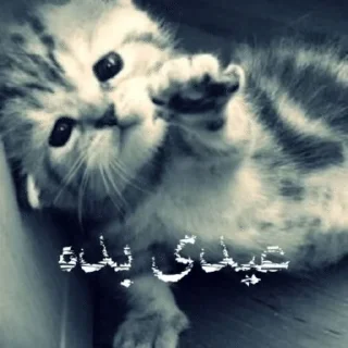 Telegram sticker 🥺 داشاق برگر :: @fStikBot