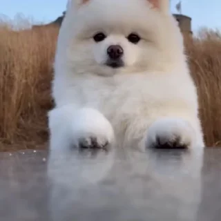 Video sticker 🥺 @round_stickers