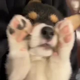 Video sticker 🤪 @round_stickers