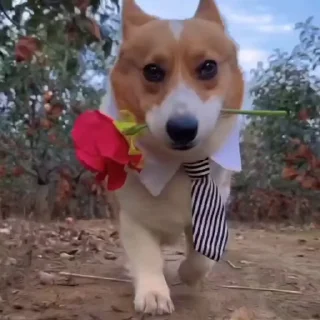 Video sticker 🌷 @round_stickers