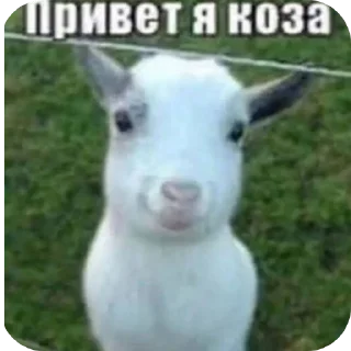 Telegram sticker 🤩 Herbert Pocket @TgEmodziBot