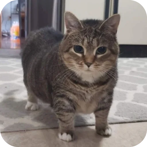 Telegram sticker 🐱 стикерпак993 @krafter1977