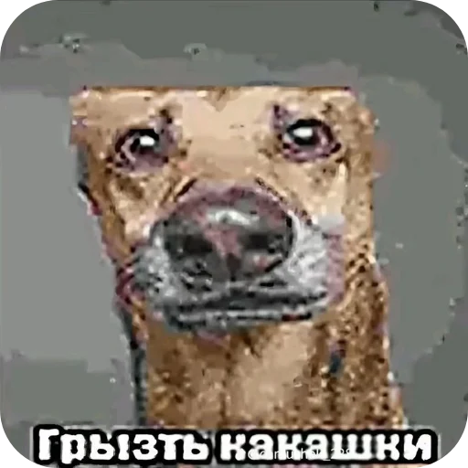 Telegram sticker 🐦 стикерпак993 @krafter1977