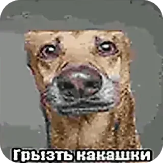 Video sticker 🐦 стикерпак993 @krafter1977