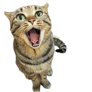 Телеграм стикер 🐱 Mr penis