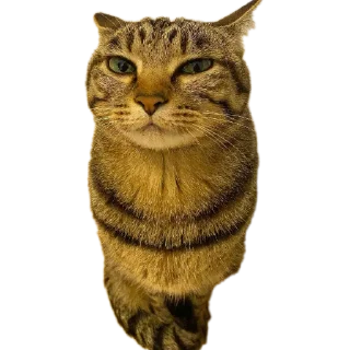 Sticker 🐱 Mr penis