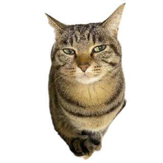 Video sticker 🐱 Mr penis