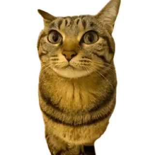 Video sticker 🐱 Mr penis