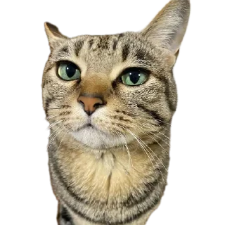 Телеграм стикер 🐱 Mr penis