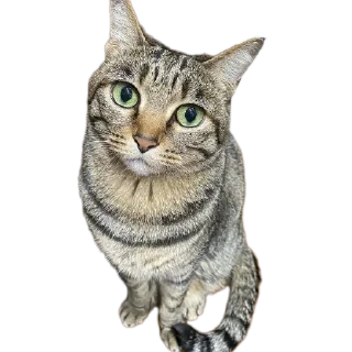 Телеграм стикер 🐱 Mr penis