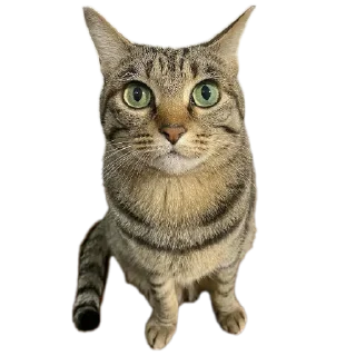 Телеграм стикер 🐱 Mr penis