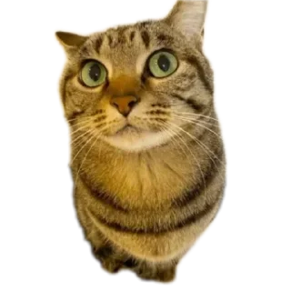 Video sticker 🐱 Mr penis