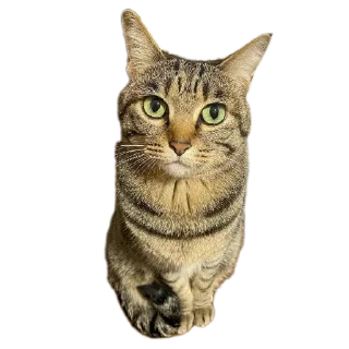 Телеграм стикер 🐱 Mr penis