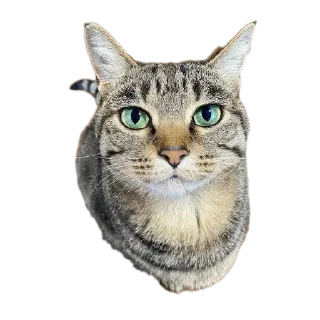 Телеграм стикер 🐱 Mr penis