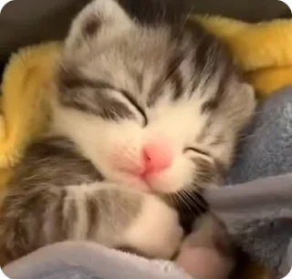 Video sticker 🌟 🐈 𝑖 𝑙𝑜𝑣𝑒 𝑐𝑎𝑡𝑠 @qwdomino