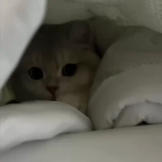 Video sticker 🐾 🐈 𝑖 𝑙𝑜𝑣𝑒 𝑐𝑎𝑡𝑠 @qwdomino