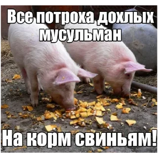 Telegram sticker 🐷 АЛЛАХ ПИДОРАС