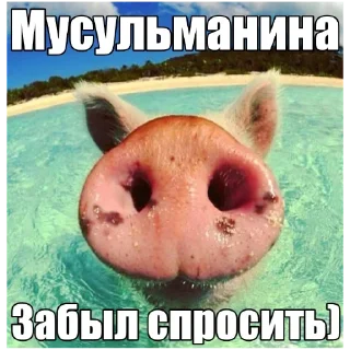 Telegram sticker 🐷 АЛЛАХ ПИДОРАС