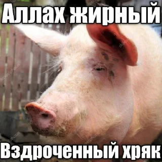 Sticker 🐷 АЛЛАХ ПИДОРАС