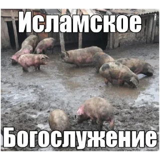 Telegram sticker 🐷 АЛЛАХ ПИДОРАС