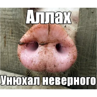 Telegram sticker 🐵 АЛЛАХ ПИДОРАС