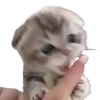 Sticker 🤬 cats dogs ➜ @emoji1