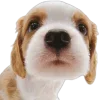 Sticker 🤩 cats dogs ➜ @emoji1