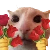 Sticker 💐 cats dogs ➜ @emoji1