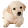 Sticker 🤩 cats dogs ➜ @emoji1