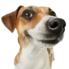 Sticker 🤩 cats dogs ➜ @emoji1