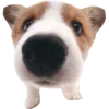 Sticker 🤩 cats dogs ➜ @emoji1