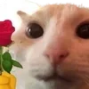 Sticker 🌹 cats dogs ➜ @emoji1