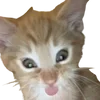 Sticker 😱 cats dogs ➜ @emoji1