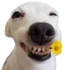 Sticker 🤩 cats dogs ➜ @emoji1