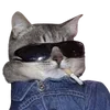 Sticker 😎 cats dogs ➜ @emoji1