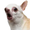 Sticker 🤩 cats dogs ➜ @emoji1