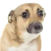 Sticker 🤩 cats dogs ➜ @emoji1