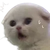 Sticker 😰 cats dogs ➜ @emoji1