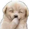 Sticker 🤭 cats dogs ➜ @emoji1