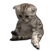 Sticker ☹️ cats dogs ➜ @emoji1