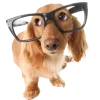 Sticker 🤩 cats dogs ➜ @emoji1