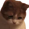 Video sticker 😢 cats dogs ➜ @emoji1