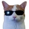 Video sticker 😎 cats dogs ➜ @emoji1