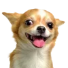 Video sticker 🤩 cats dogs ➜ @emoji1