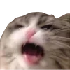 Video sticker 🤬 cats dogs ➜ @emoji1