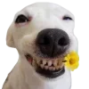 Video sticker 🤩 cats dogs ➜ @emoji1