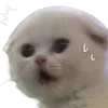 Video sticker 😰 cats dogs ➜ @emoji1