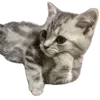 Video sticker 😏 cats dogs ➜ @emoji1