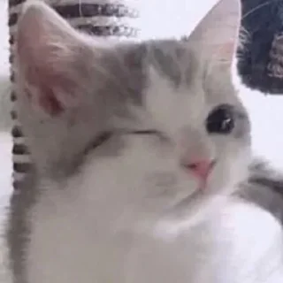 Телеграм стикер 🤔 StolenKitties4.0 @ivpawan @pvsenei