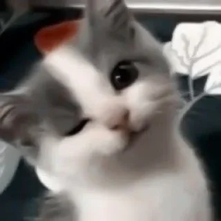 Телеграм стикер 🤔 StolenKitties4.0 @ivpawan @pvsenei